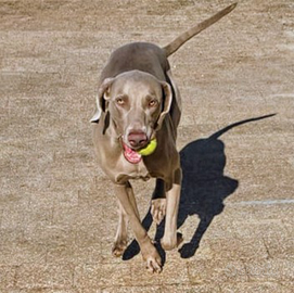 Weimaraner disponibile per monta. Alta genealogia