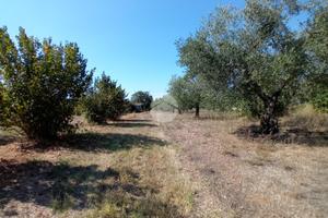TER. AGRICOLO A CASTEL SANT'ELIA