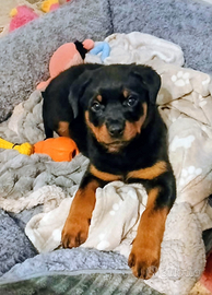 Cucciola Rottweiler femmina