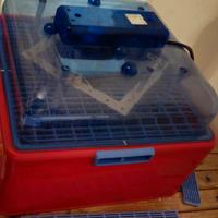 incubatrice per uova