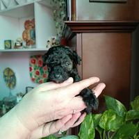 Barboncina Toy nera focata