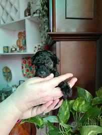 Barboncina Toy nera focata