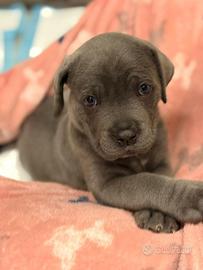 Cucciolo Cane Corso