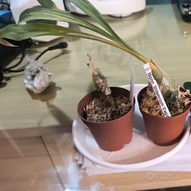 Pianta orchidea fredclarkeara 