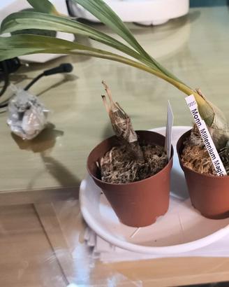 Pianta orchidea fredclarkeara 