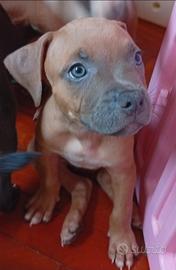 Cucciolo Blue fawn American Pitbull terrier