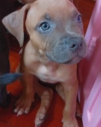 Cucciolo Blue fawn American Pitbull terrier