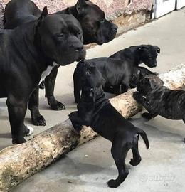 Cucciola Di AmericanBully Pocket