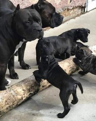 Cucciola Di AmericanBully Pocket