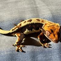 Ciliatus Lilly white