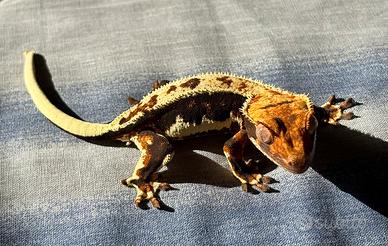 Ciliatus Lilly white