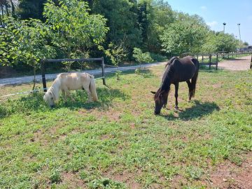 Pony