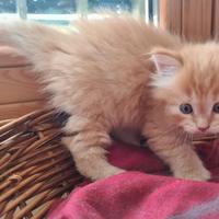 Gattini siberiani con pedigree