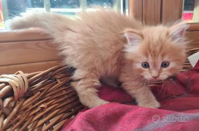 Gattini siberiani con pedigree