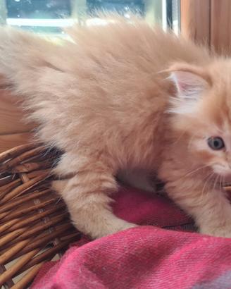 Gattini siberiani con pedigree