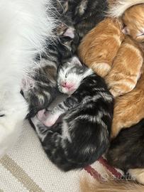 Cuccioli gatto siberiano