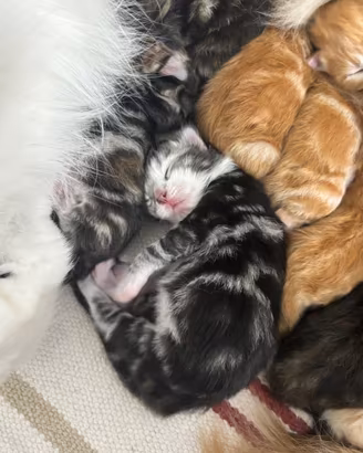 Cuccioli gatto siberiano