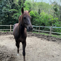 Cavallo castrone 8 anni