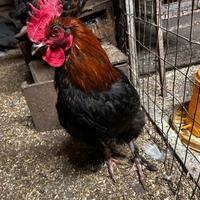 Gallo Marans