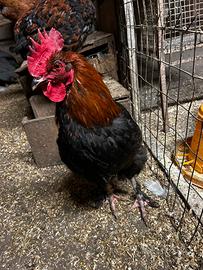 Gallo Marans