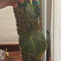 Philodendron melanochrysum