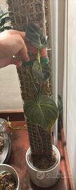 Philodendron melanochrysum