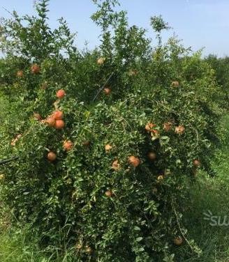Piante di Melagrana SIFRI
