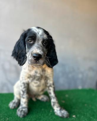 Cuccioli SETTER INGLESE