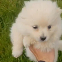 Spitz