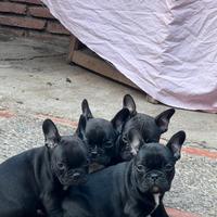 Splendida cucciolata di Buldog francese