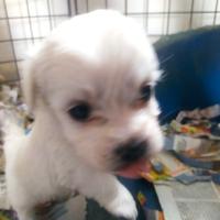 Maltipoo Toy cuccioli