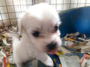 Maltipoo Toy cuccioli