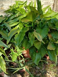 piante grasse