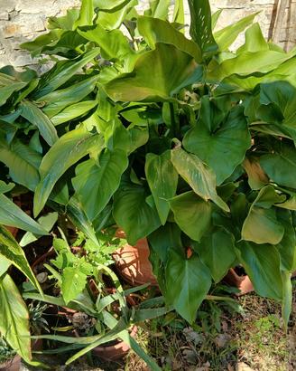 piante grasse