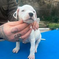 Dogo argentino