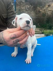 Dogo argentino