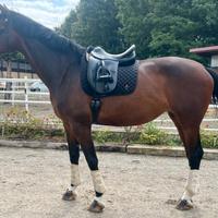 Cavallo da salto