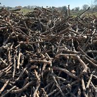 Legna da ardere Olivi secca