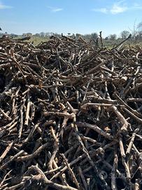 Legna da ardere Olivi secca