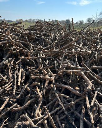 Legna da ardere Olivi secca