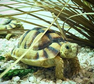 Testudo Kleinmanni