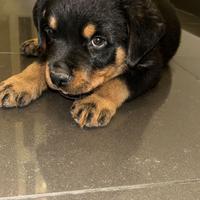 Rottweiler