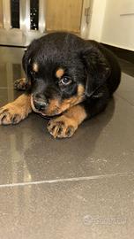Rottweiler