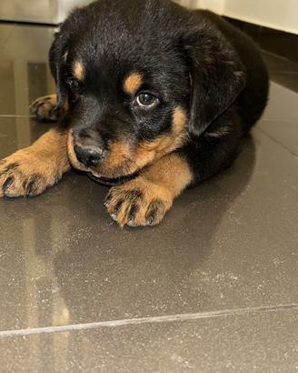 Rottweiler