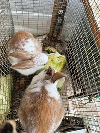 Conigli di due mesi incrocio papillon e nostrano