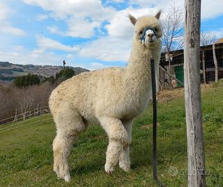 Alpaca femmine giovani