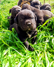 Cuccioli di cane corso