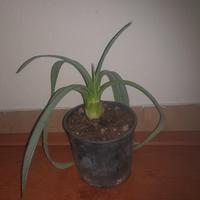 Agave americana