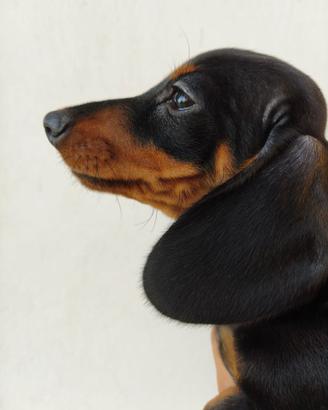 Cuccioli di bassotti nani 