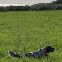 Setter inglesi con pedigree